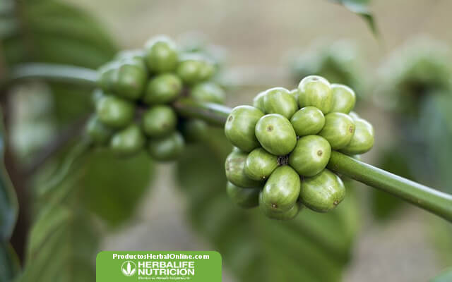 Café verde para bajar de peso